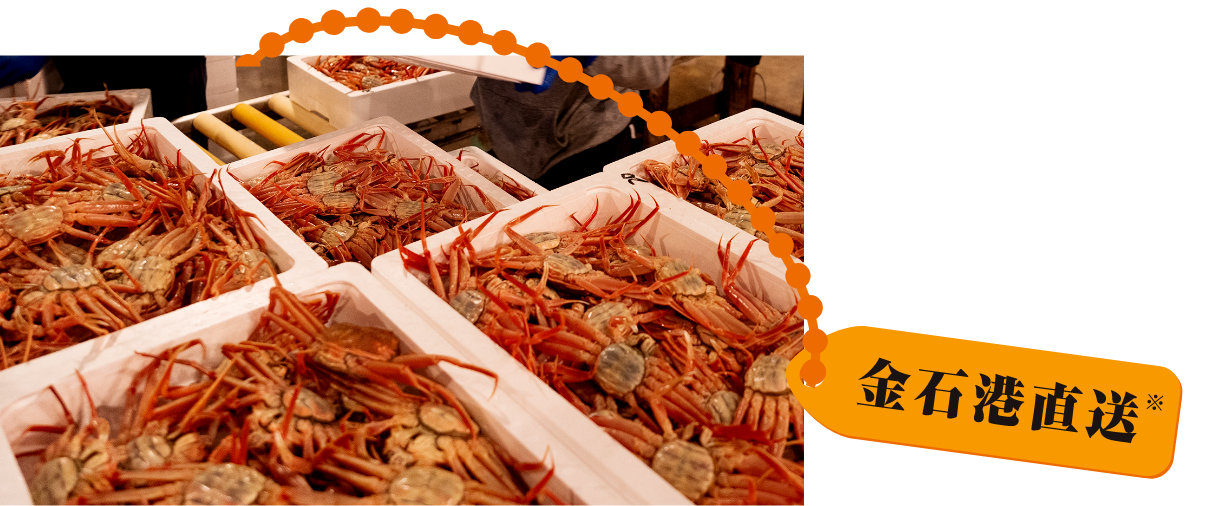 金石港に水揚げされる香箱蟹